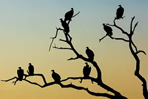 Silhouetted Prints: White-backed vultures (Gyps africanus) flock perched in tree