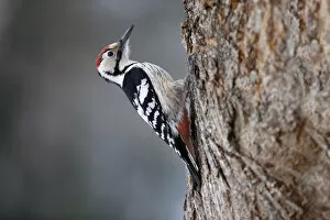 Nature's Last Paradises Collection: White-backed Woodpecker (Dendrocopos leucotos). Bieszczady, Carpathian Mountains