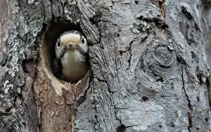 Woodpecker Prints: White-backed woodpecker (Dendrocopos leucotos) female