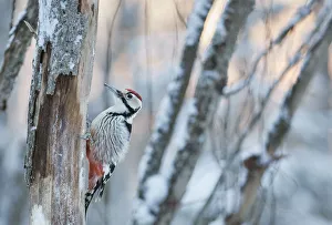 White-backed woodpecker (Dendrocopos leucotos) male on tree trunk. Oulu, Finland. January