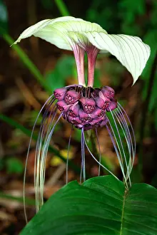 Dominica Prints: White batflower (Tacca integrifolia) in flower in a garden, Dominica, Lesser Antilles