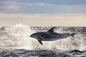 2018 August Highlights Prints: White-beaked dolphin (Lagenorhynchus albirostris) porpoising