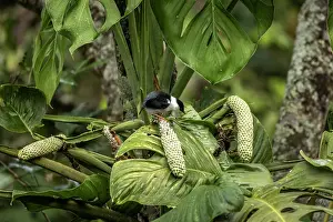 Colombia Prints: White-bearded manakin (Manacus manacus abditivus) perched in tree