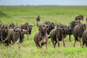 Tanzania Prints: White-bearded wildebeest (Connochaetes taurinus) herd running on short-grass plains
