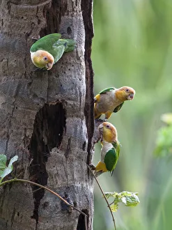White-bellied parrots (Pionites leucogaster xanthomeri) in rainforest, Tambopata National Reserve