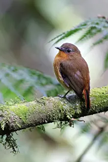 Flycatcher Prints: White-bellied robin-chat (Cossyphicula roberti) perched on branch, Nyungwe Forest, Rwanda
