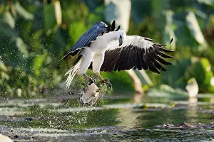 Reptile Prints: White-bellied sea eagle (Haliaeetus leucogaster) hunting a Northern yellow-faced turtle (Emydura tanybaraga)
