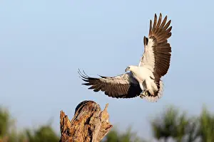 Wingspan Prints: White-bellied sea eagle (Haliaeetus leucogaster) coming in to land on a fishing perch
