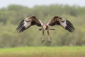 Eagle Prints: White-bellied sea eagle (Haliaeetus leucogaster) juvenile hunting over wetlands