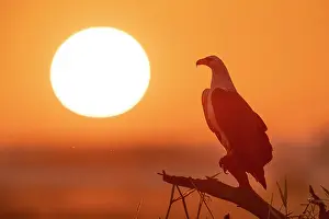 Golden Prints: White-bellied sea eagle (Haliaeetus leucogaster) perched on branch at sunrise