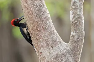 White-bellied woodpecker (Dryocopus javensis) male, perched on tree trunk, Kabini, Nagarhole National Park, Karnataka, India