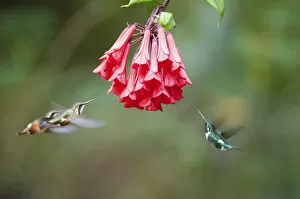 White bellied woodstar (Chaetocercus mulsant) three hovering around red flowers