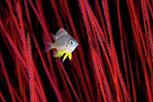 Dameselfishes Prints: White-belly damsel (Amblyglyphidodon leucogaster) juvenile