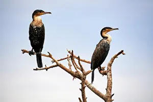 Cormorant Prints: Two White breasted cormorants (Phalacrocorax lucidus) perched on a branch