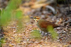 Republic Of Madagascar Prints: White-brested mesite (Mesitornis variegatus) foraging in leaf-litter on forest floor