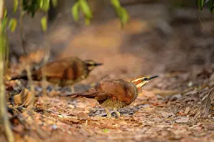 Republic Of Madagascar Prints: White-brested mesites (Mesitornis variegatus) pair