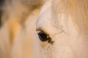 White Camargue horse close-up of head, Camargue, France, May 2009