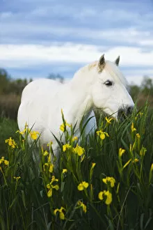 Images Dated 29th April 2009: White Camargue horse grazing amongst Yellow flag irises, Camargue, France, April 2009