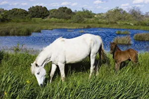 Theo Allofs Prints: White Camargue horse, mare with brown foal, Camargue, France, April 2009