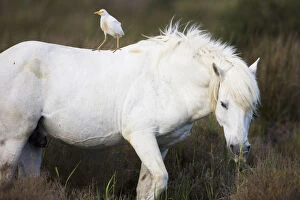 White Camargue horse stallion with a Cattle egret (Bulbulcus ibis) on his back, Camargue