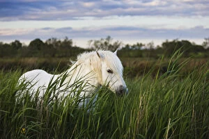 Images Dated 29th April 2009: White Camargue horse, stallion in tall grass, Camargue, France, April 2009