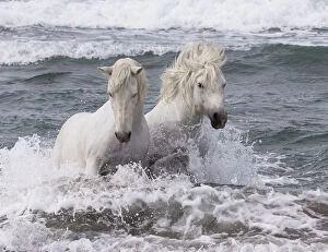 Horses & Ponies Gallery: Two white Camargue horses in ocean of Camargue, France, Europe. May