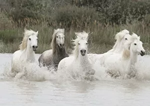 Surface Collection: Five white Camargue horses running through the water in Southern France, Europe. May