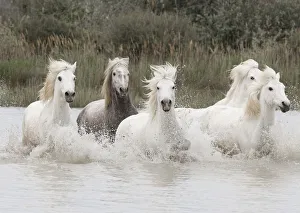 France Prints: Five white Camargue horses running through the water in Southern France, Europe. May