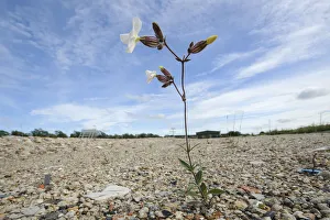 White campion (Silene latifolia) growing on brownfield site scheduled for development