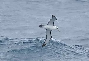 White capped albatross (Thalassarche steadi) in flight at sea. Auckland Islands (Subantarctic)