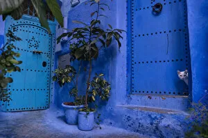 A white cat peeks out a blue door. Chefchaouen, Morocco