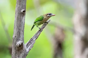 Ramphastidae Prints: White-cheeked barbet (Psilopogon viridis) perched on branch