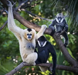 White-cheeked gibbon (Nomascus leucogenys) female and two offspring, a male and female