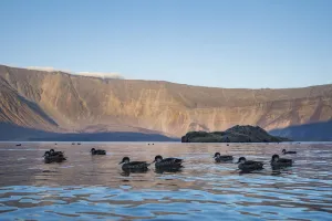 Fernandina Island Prints: White-cheeked pintail (Anas bahamensis) flock on water, Fernandina Island, Galapagos