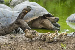 Vulnerable Collection: White-cheeked pintails (Anas bahamensis) with Western Santa Cruz tortoise