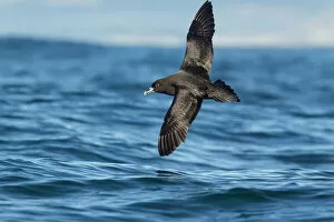 Surface Collection: White chinned petrel (Procellaria aequinoctialis) in flight low over the water off