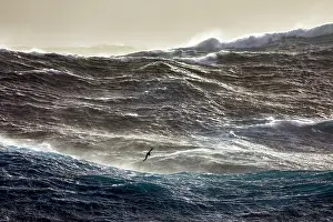 Wave Prints: White-chinned petrel (Procellaria aequinoctialis)