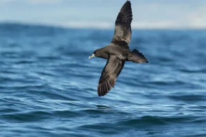 White chinned petrel (Procellaria aequinoctialis) in flight low over the water off