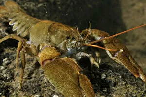 Images Dated 11th September 2012: White clawed crayfish (Austropotamobius pallipes) on river bed, viewed underwater