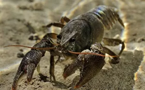 Images Dated 11th September 2012: White clawed crayfish (Austropotamobius pallipes) underwater on riverbed, River Leith