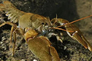 White clawed crayfish (Austropotamobius pallipes) on river bed, viewed underwater