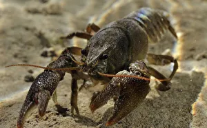 Arthropods Prints: White clawed crayfish (Austropotamobius pallipes) underwater on riverbed, River Leith