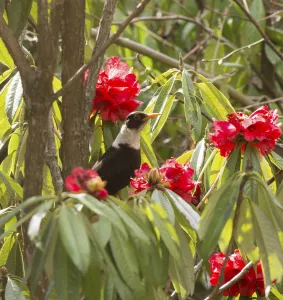 Himalaya Prints: White collared blackbird (Turdus albocinctus) perched in Rhododendron (Rhododendron sp