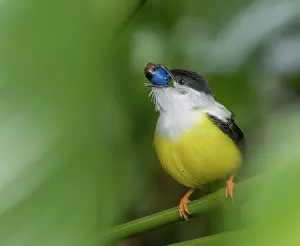 Fruit Prints: White-collared manakin (Manacus candei) swallowing Heliconia fruit