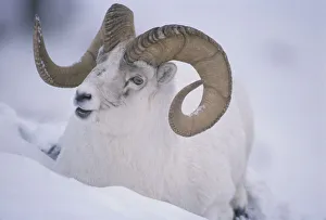 Bovids Prints: White / Dall sheep {Ovis dalli} ram in snow, Yukon, Canada