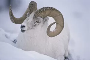 White / Dall sheep {Ovis dalli} ram in snow, Yukon, Canada