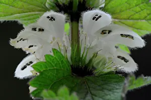Labiatae Prints: White dead-nettle (Lamium album) in flower