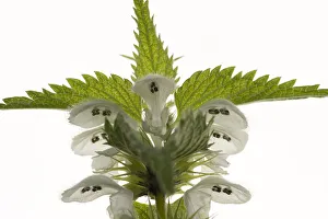 Heather Angel Prints: White dead nettle (Lamium album) with stamens protected from rain by overhanging upper lip