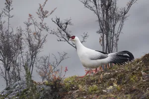 White eared pheasant (Crossoptilon crossoptilon) male walking in the Baima Snow Mountain
