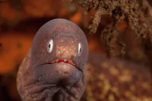 Looking Prints: White-eyed moray (Muraena thyrsoides) close up head portrait